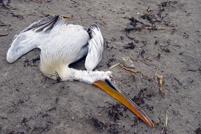 Почему погибли пеликаны?
