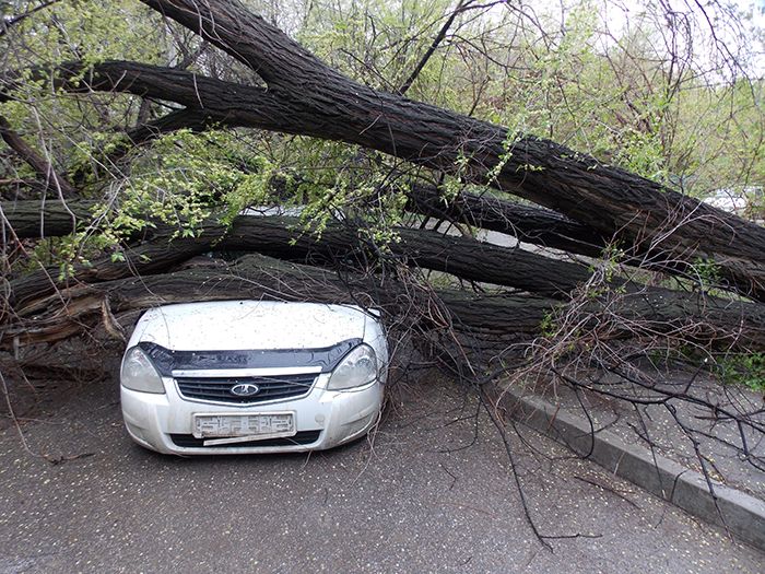 После ливня: на машину рухнуло дерево 