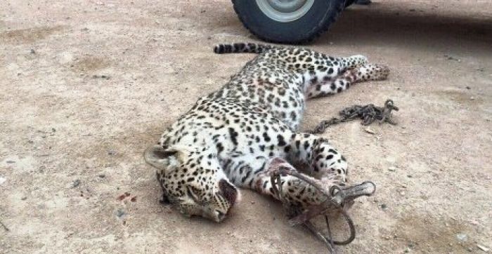 СМИ: В Мангистау убили редкого переднеазиатского леопарда