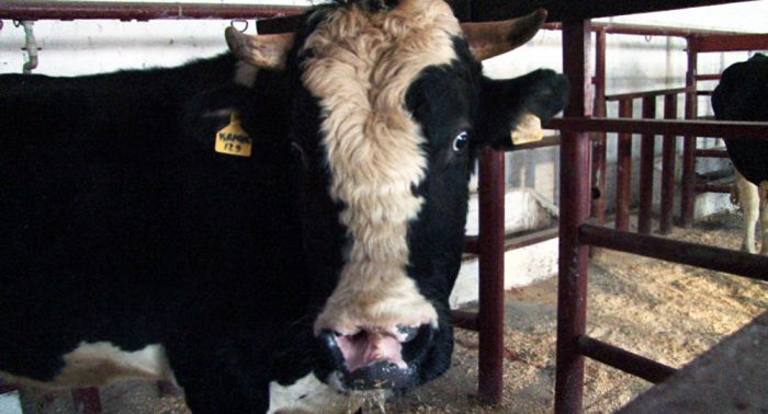 Ветеринар: Гибель домашнего скота в Костанайской области не связана с сайгаками