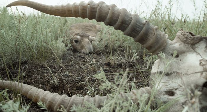 Россельхознадзор установил причину гибели сайгаков в Казахстане