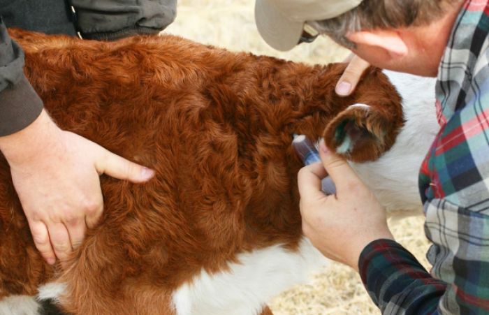 Вакцинацию домашнего скота от пастереллеза проводят в Актюбинской области
