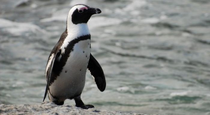 Сбежавший из зоопарка Тбилиси пингвин доплыл до границы с Азербайджаном