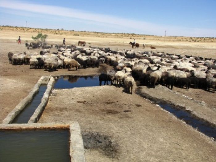 В Узбекистане проверили 500 тыс. голов скота из-за гибели сайгаков в Казахстане
