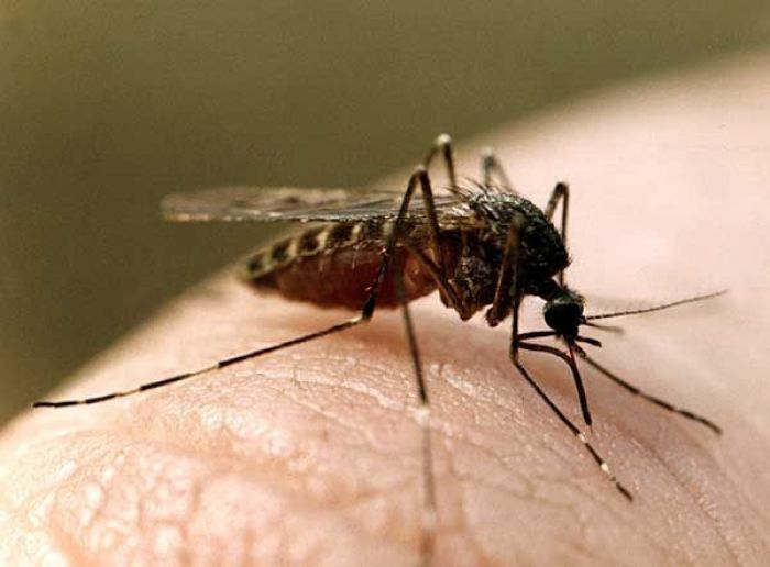 Уничтожить всех комаров к 2017 году намерены в Астане