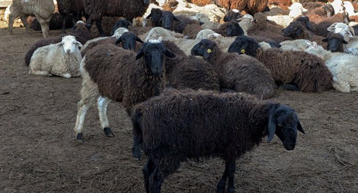 Падеж скота из-за переохлаждения произошел в Акмолинской области