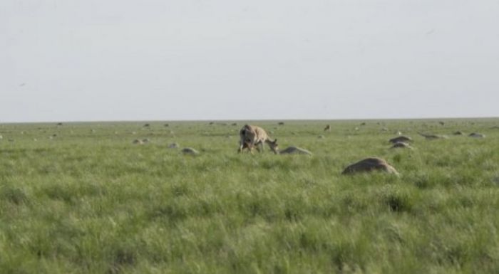 Европейские ученые назвали предварительные причины гибели сайгаков в Казахстане