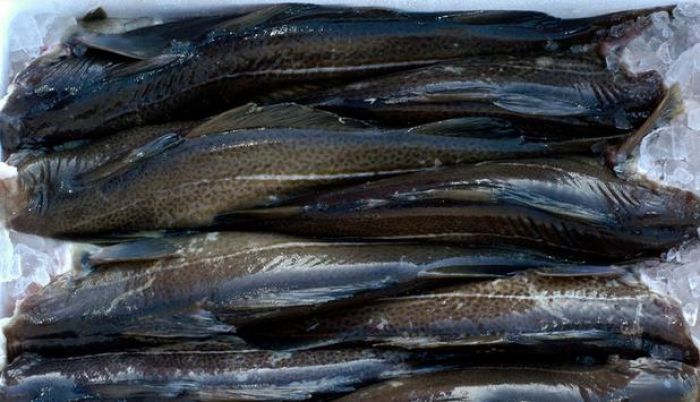 Россельхознадзор ограничил поставку рыбы из Норвегии в ЕАЭС