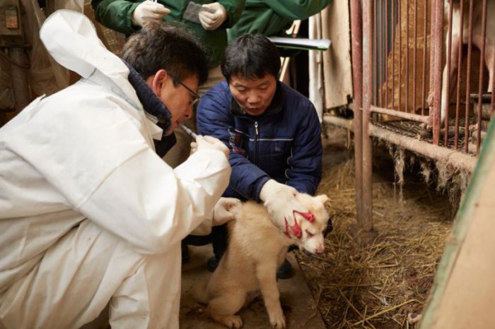 В Южной Корее зоозащитники спасли от съедения более 100 собак