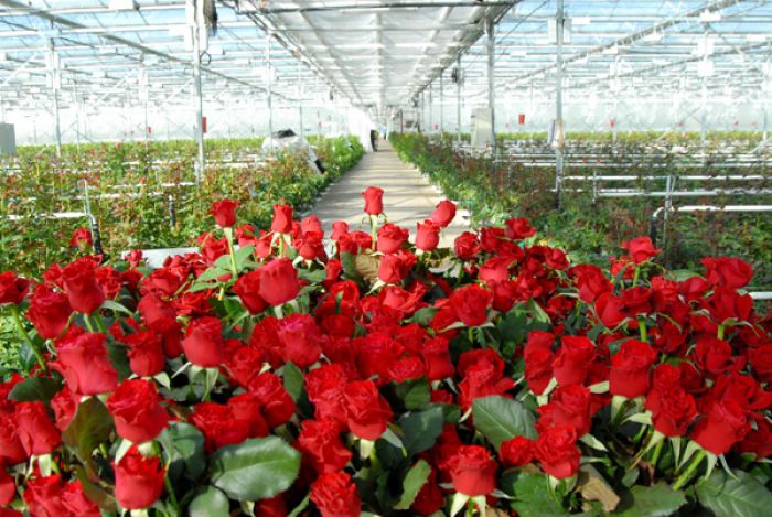 Голландские розы начинают выращивать в Экибастузе