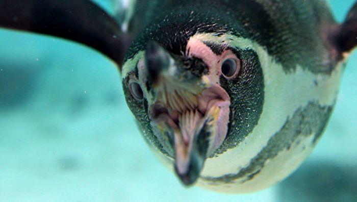 ​Ученые выяснили, почему перья пингвинов не покрываются льдом