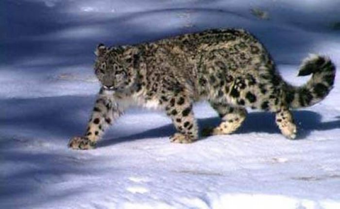 Шесть снежных барсов умерли за несколько лет в зоопарке Алматы