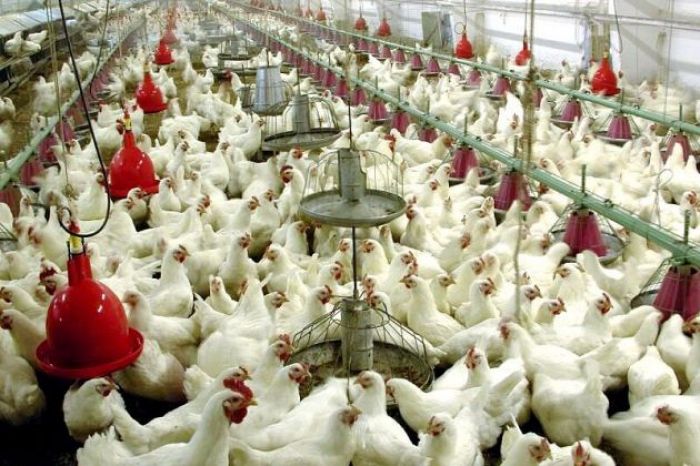 Союз птицеводов: посредники получают основную прибыль с продажи яиц