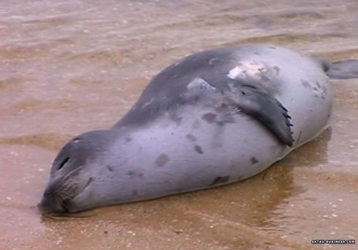 На Прорве нашли мёртвых тюленей