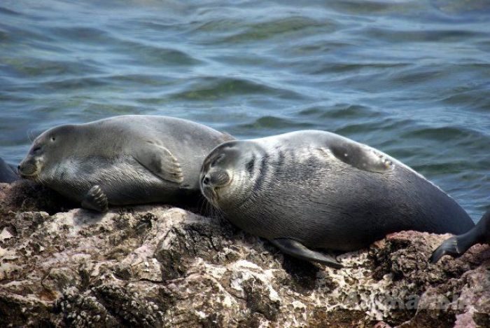 Легенда о сорока погибших тюленях