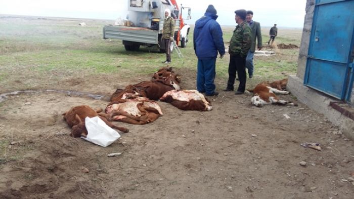 ​В Актюбинской области идет массовое заражение скота неизвестной болезнью
