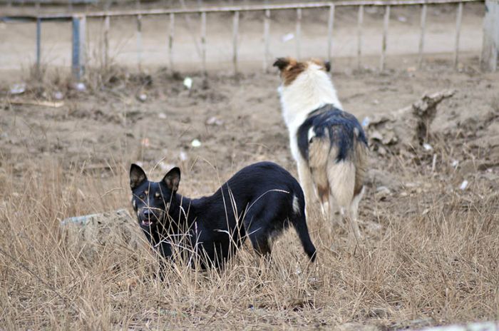 Бродячих собак пока не стреляют