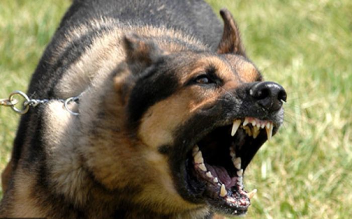 При задержании агрессивных хулиганов полицейским пришлось застрелить собаку
