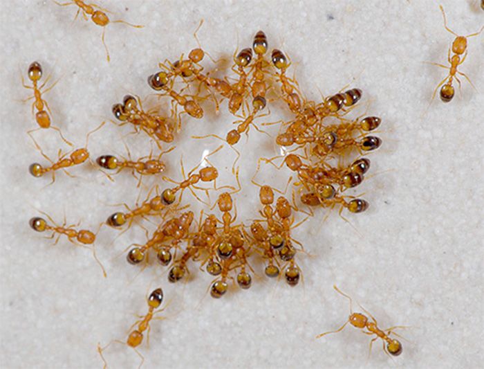 Нашествие жёлтых муравьёв