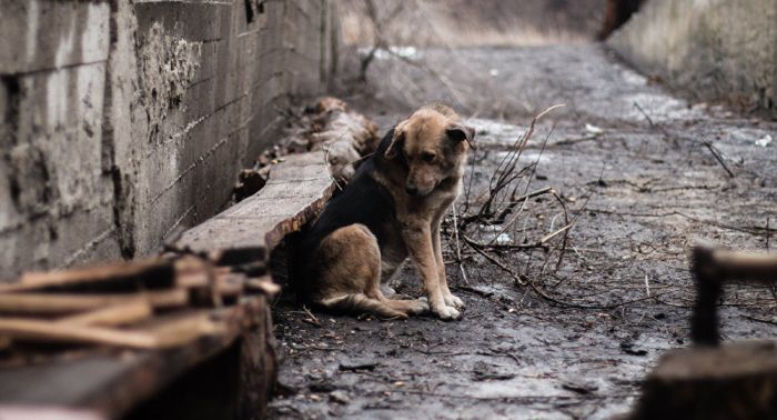 Павлодарцу грозит крупный штраф за жестокое убийство собаки