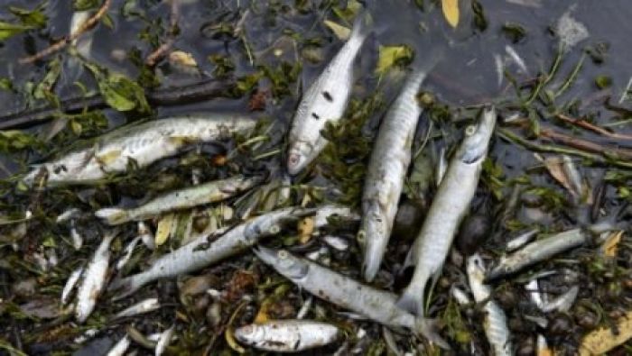 В МСХ РК назвали причины гибели рыбы в Иртыше