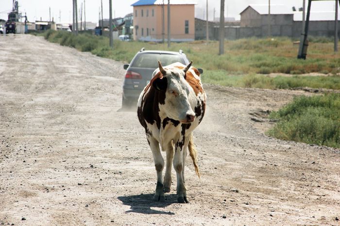 Дерматит под контролем