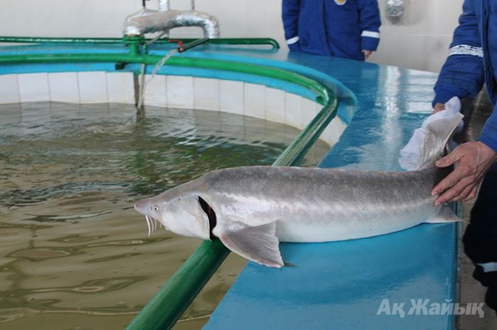 Осетровые не должны вымирать!