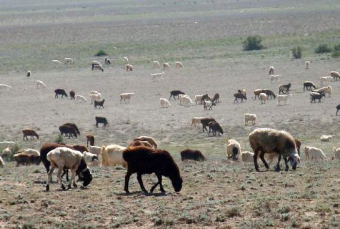 Овцеводов приглашают в палату