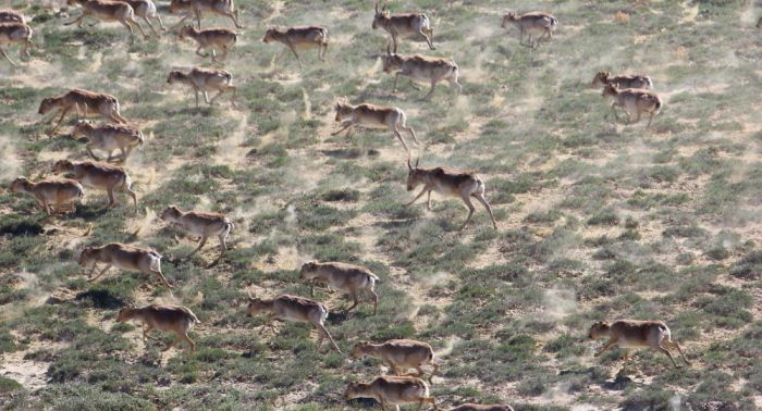 Авиаучет сайгаков, джейранов и куланов проведут в Казахстане