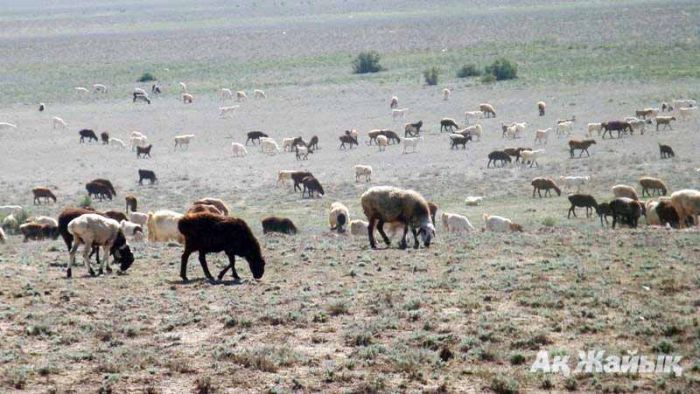 Падёж скота в Кызылкоге 