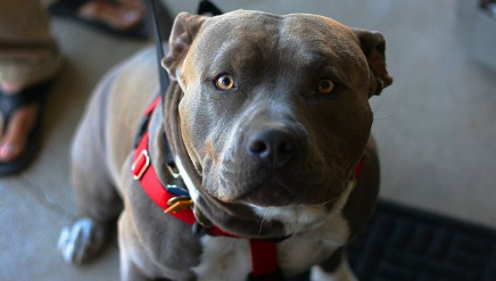 СМИ: власти Монреаля запретили жителям заводить питбулей