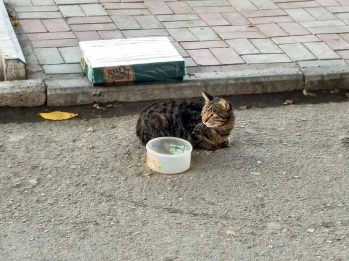 Кот в помощь