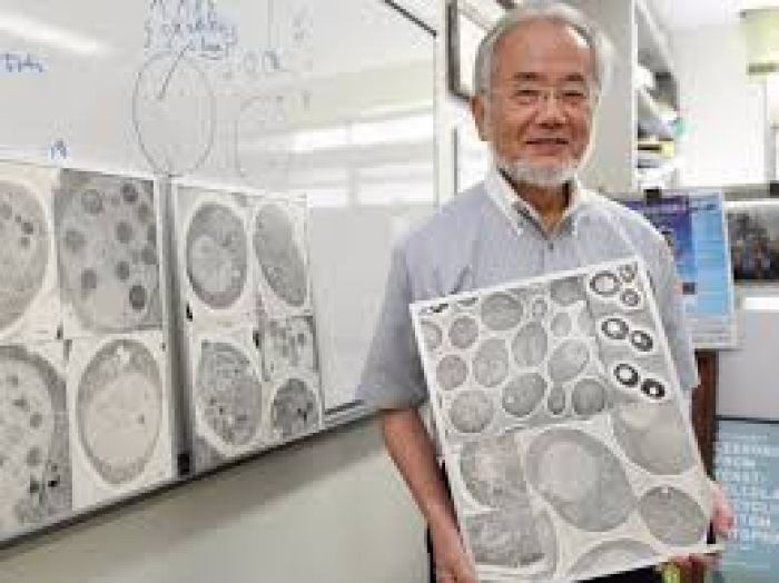 Нобелевскую премию по медицине вручили за изучение «самопоедания» клеток