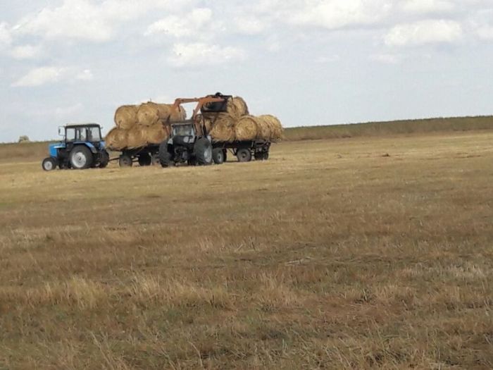 Хватит ли  на зиму кормов?