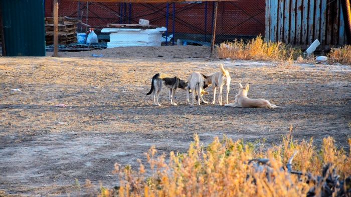 Собачья жизнь