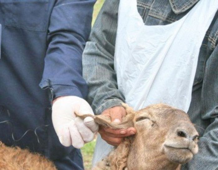 В Кызылкоге пало 500 овец