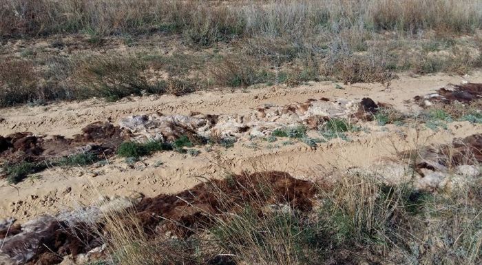 «Шерстяной путь» в Кызылкоге