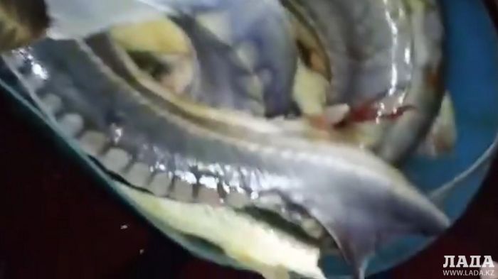 В Мангистауской области сотрудники рыбнадзора попались с осетриной