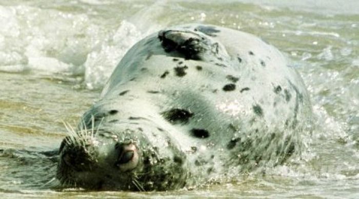 ​На Каспии из-за длительных штормов погибли сотни тюленей