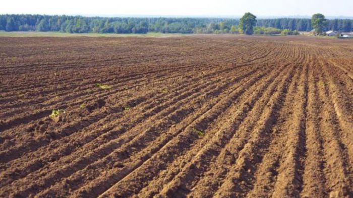 В декабре Минсельхоз представит новый проект закона о земельных отношениях 