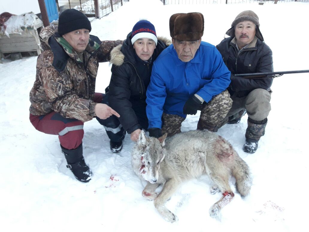 Курганские новости волки