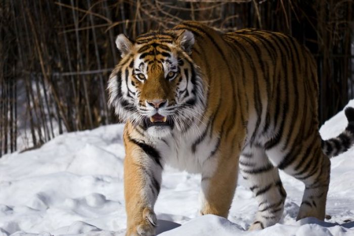 Популяцию вымерших каспийских тигров попытаются возродить в Казахстане