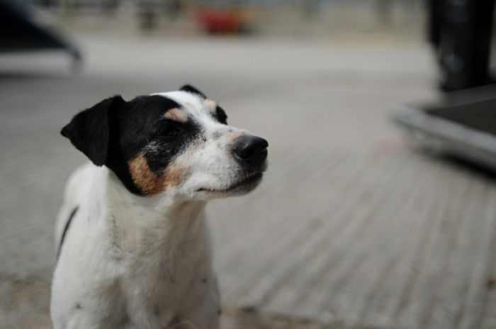 В Атырау оштрафован водитель, сбивший собаку