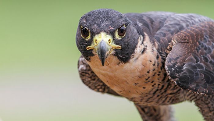 ​Саудовский принц выкупил полсамолета для охотничьих соколов 