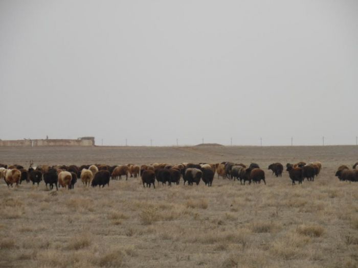 Сезон окота