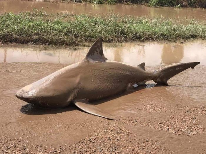 В Австралии циклон Дебби разбросал акул по лужам