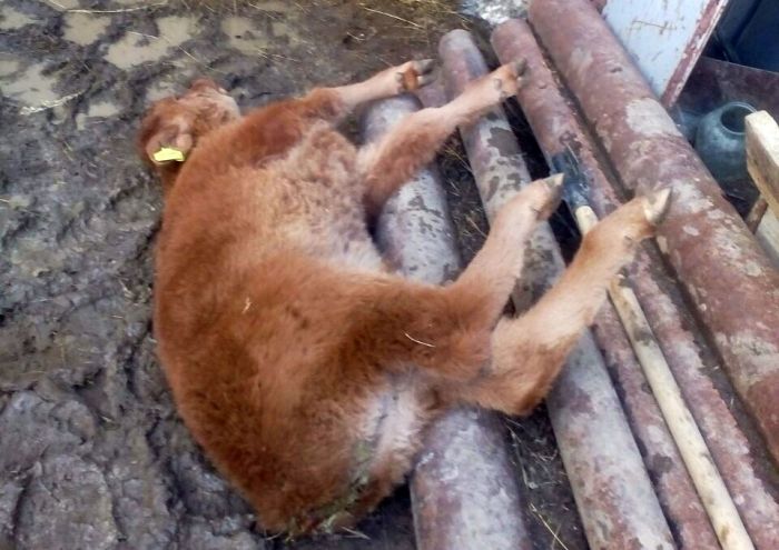 Чем заболели коровы в Жана Каратоне? 