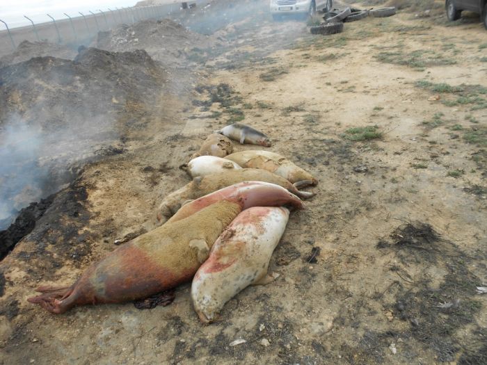 Мертвые тюлени обнаружены на побережье Каспия