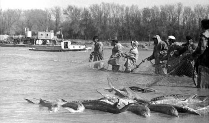 Слово инженера о красной рыбе