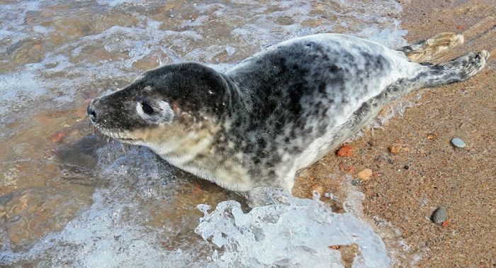 Вирусологи не смогут установить точную причину гибели тюленей на Каспии